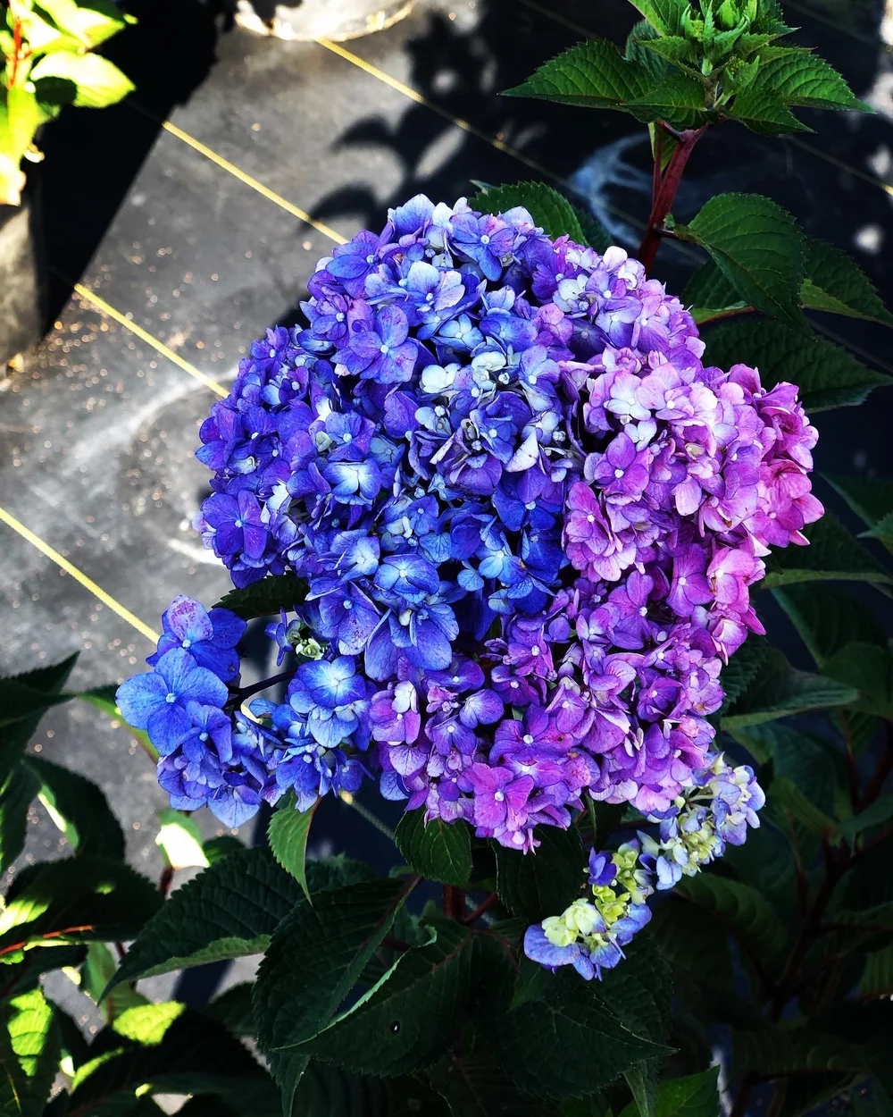 Hydrangea4937　1202 Learn about Hydrangea 'Summer Frost' PP 17,654 | Summer